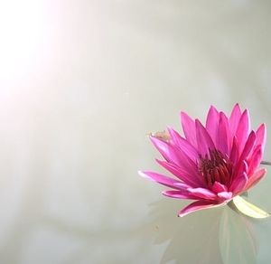 Meet your Posher, Daisy